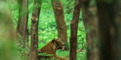 Ranthambore National Park tiger