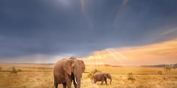 Elephant in Tanzania 